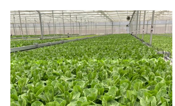 Hydroponic greenhouse with rows of lettuce